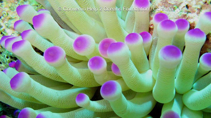 Giant anemone (79)